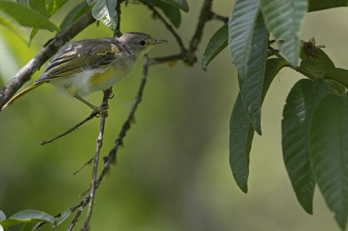 Yellow Warbler (Galapagos) - Juan Freile