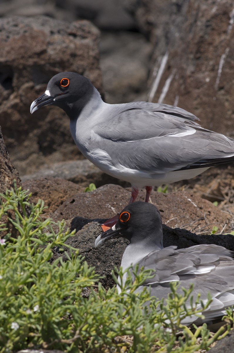 Swallow-tailed Gull - ML205692621