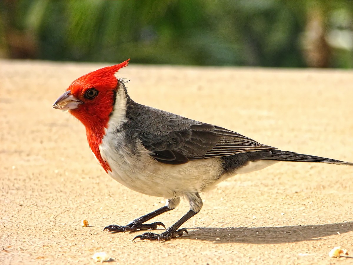 Red-crested Cardinal - Bill Benish