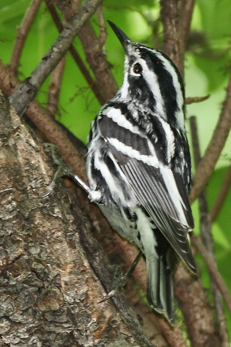 Black-and-white Warbler - ML205692811