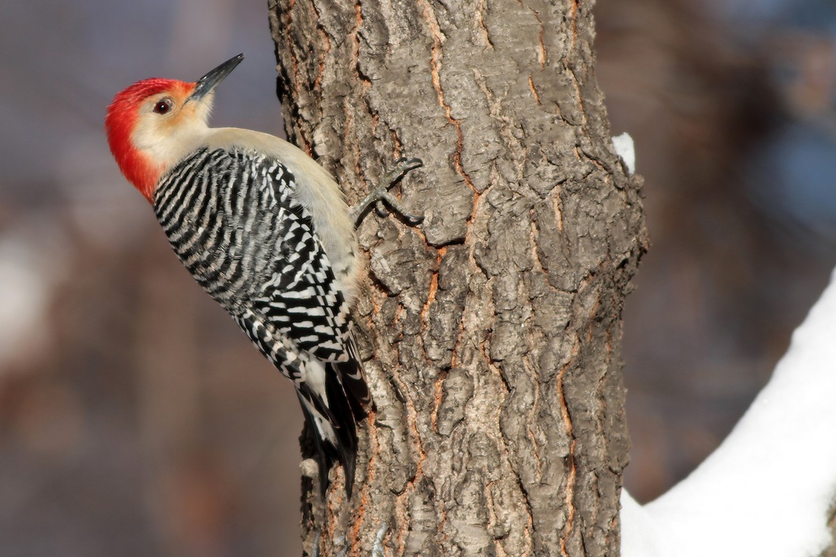 Red-bellied Woodpecker - Bill Benish