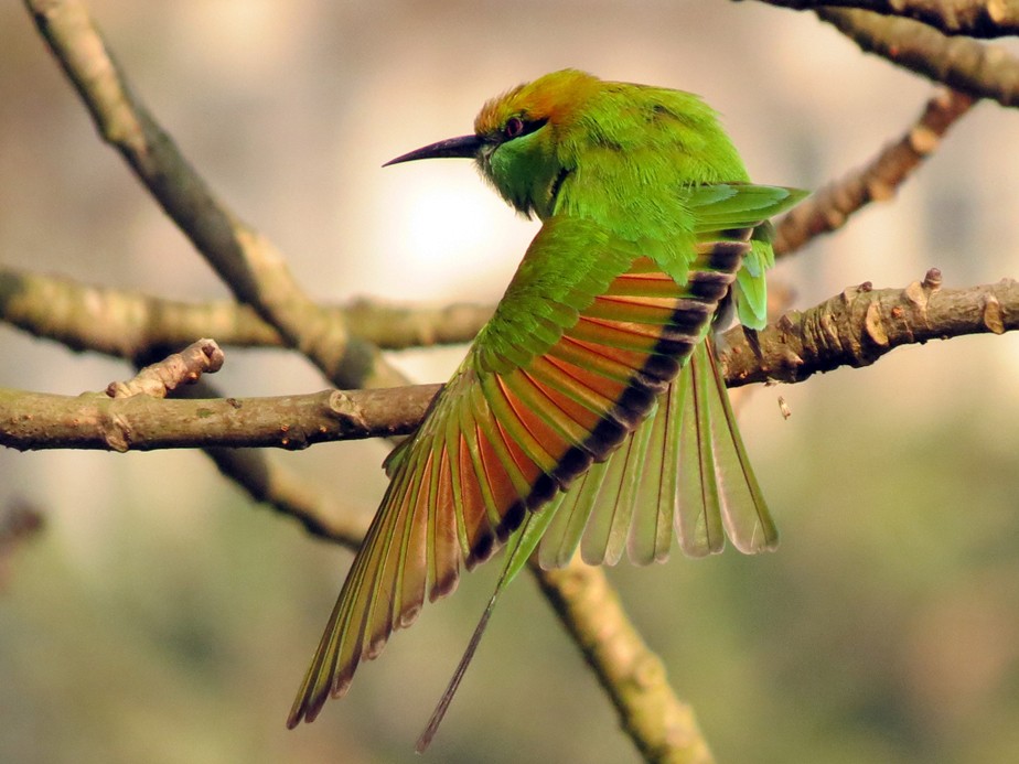 Asian Green Bee-eater - NIKHIL ADHIKARY