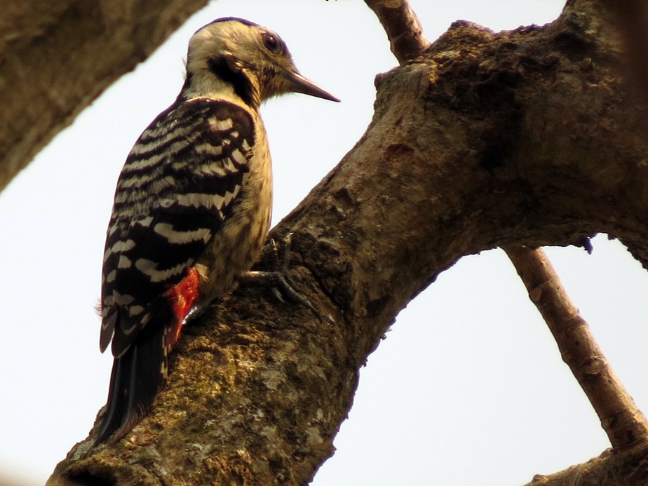 Fulvous-breasted Woodpecker - ML205692921