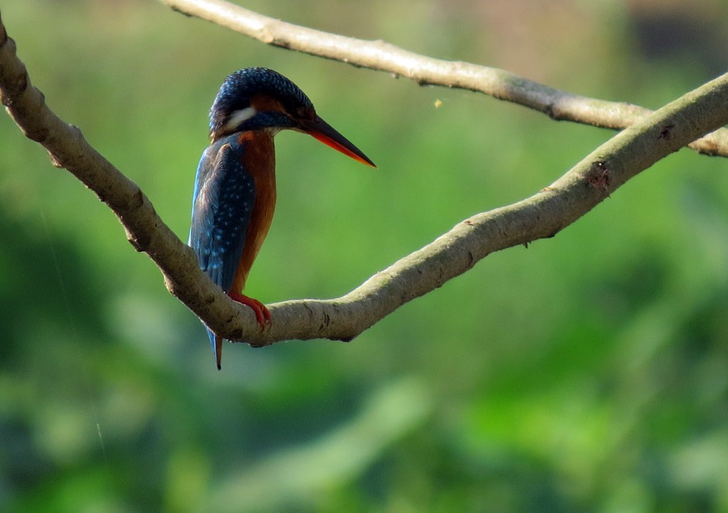Common Kingfisher - NIKHIL ADHIKARY