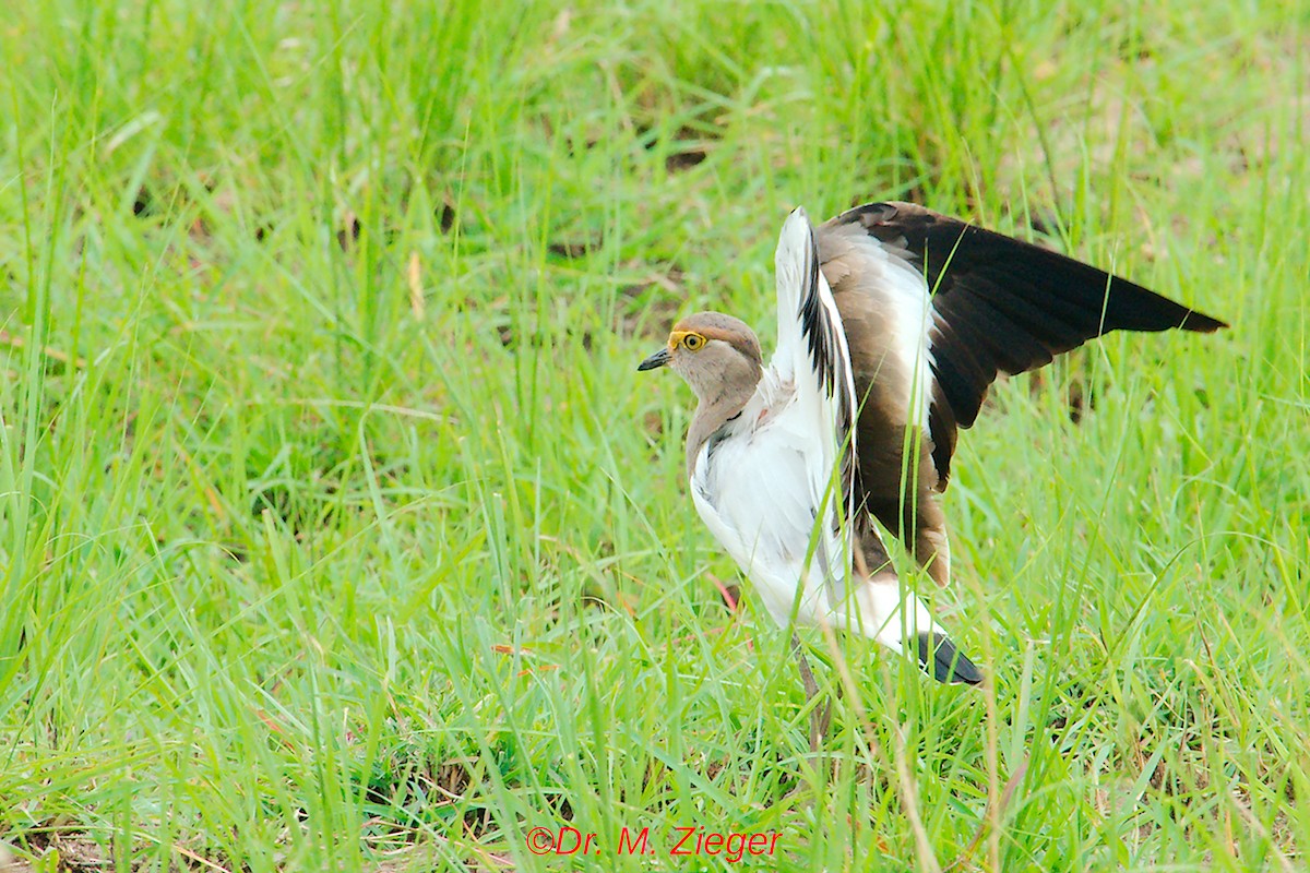 Brown-chested Lapwing - ML205693401