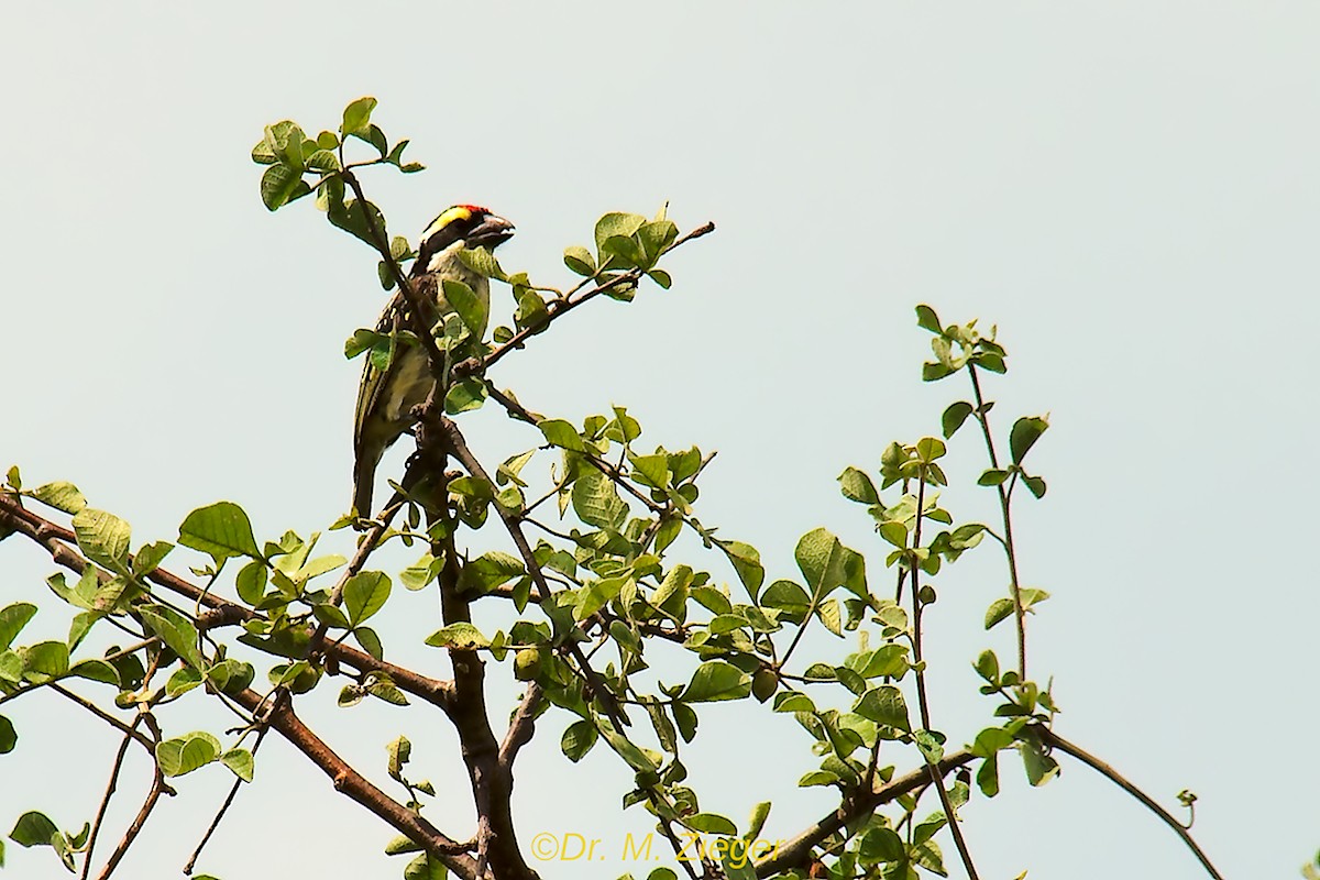 Red-fronted Barbet - ML205693521