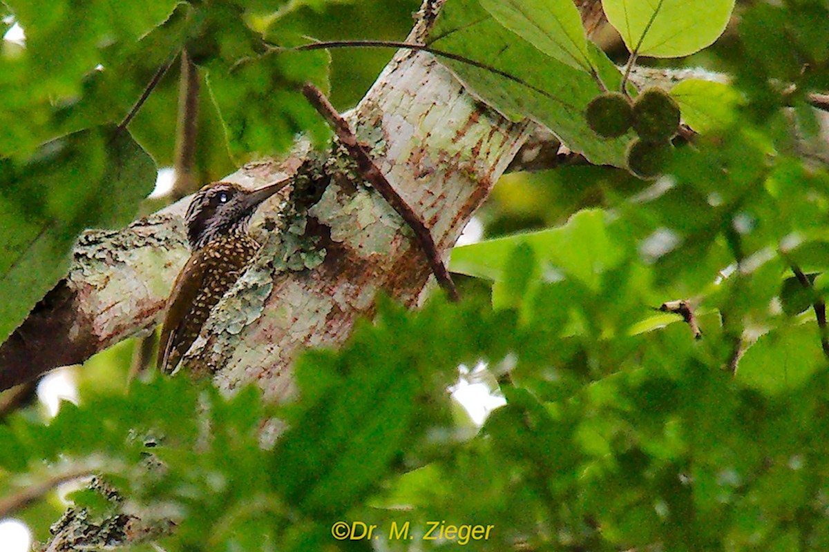 Golden-crowned Woodpecker - ML205693561