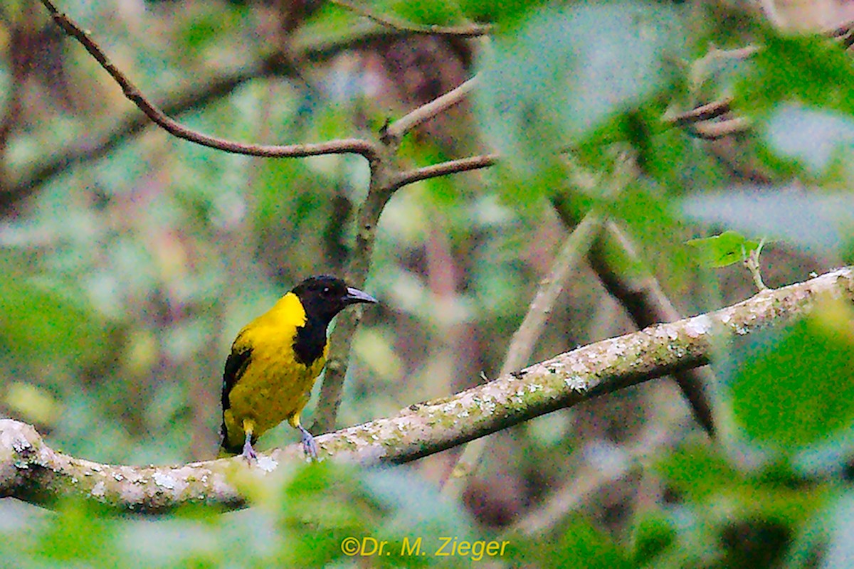 Black-tailed Oriole - Michael Zieger