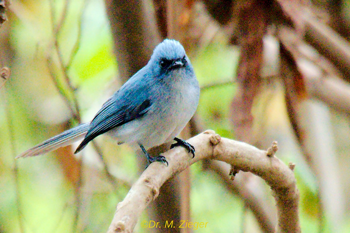 White-tailed Blue Flycatcher - Michael Zieger