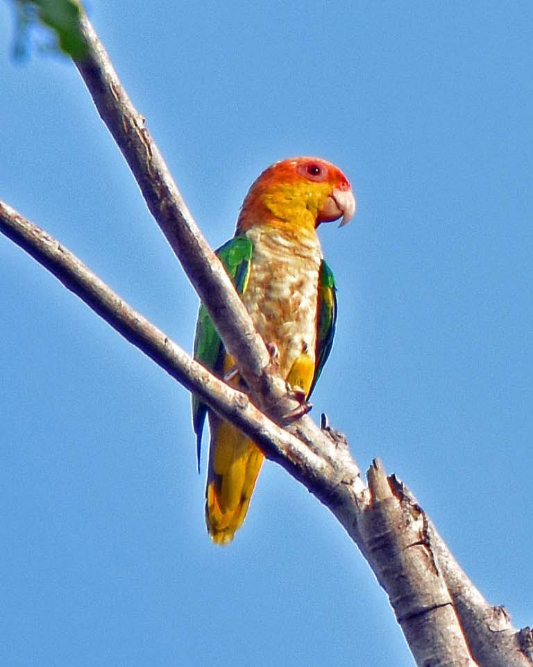 White-bellied Parrot (Yellow-tailed) - Tini & Jacob Wijpkema