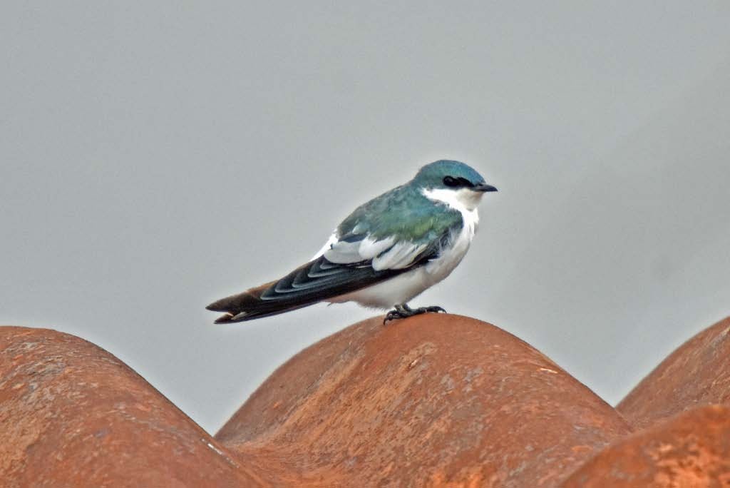 White-winged Swallow - ML205693881