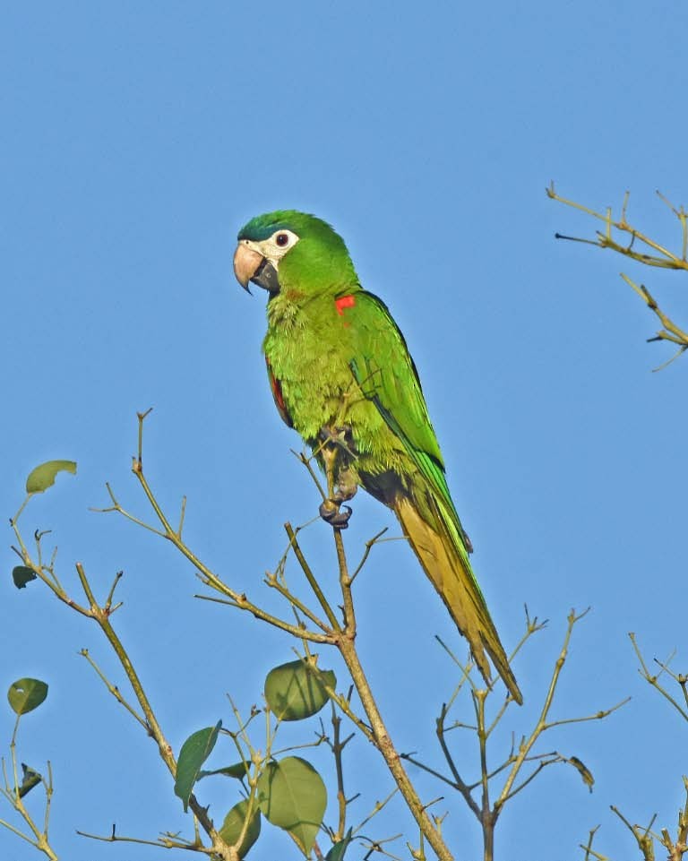 Red-shouldered Macaw (Southern) - ML205694041