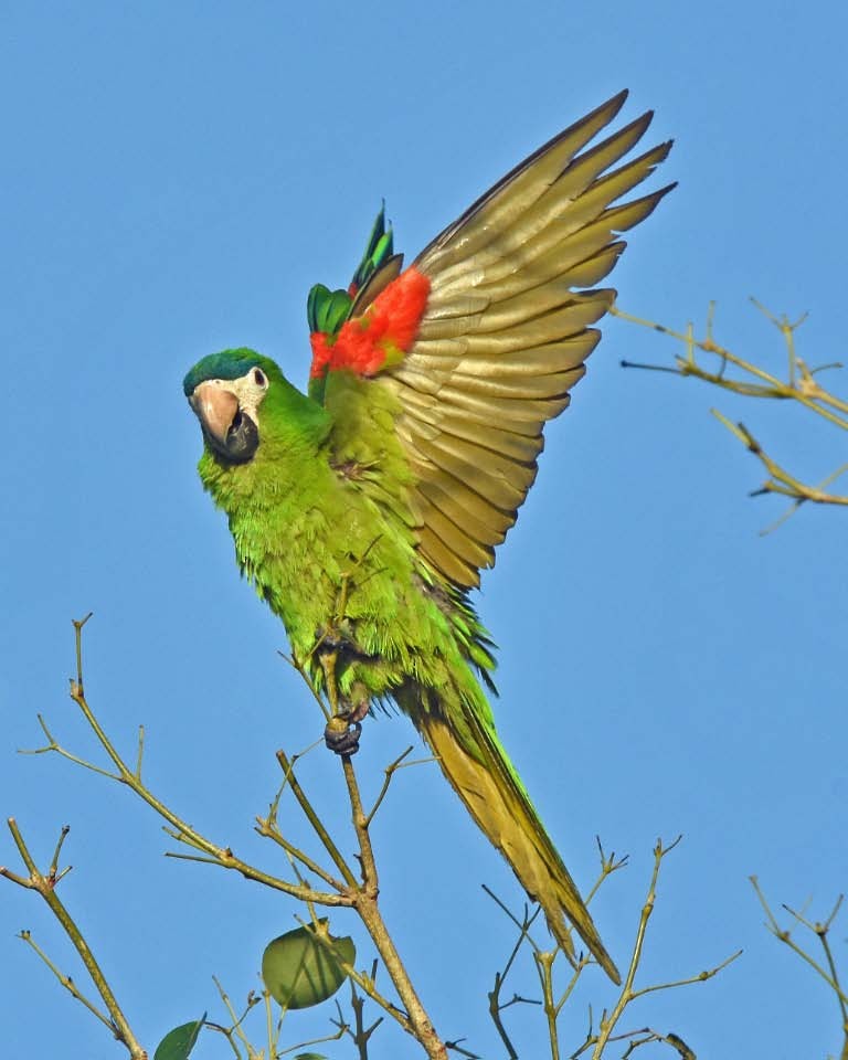 Red-shouldered Macaw (Southern) - ML205694051