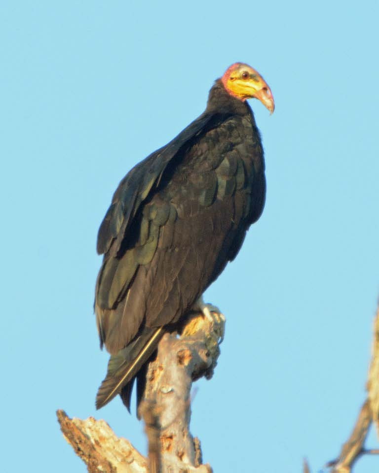 Greater Yellow-headed Vulture - ML205694391