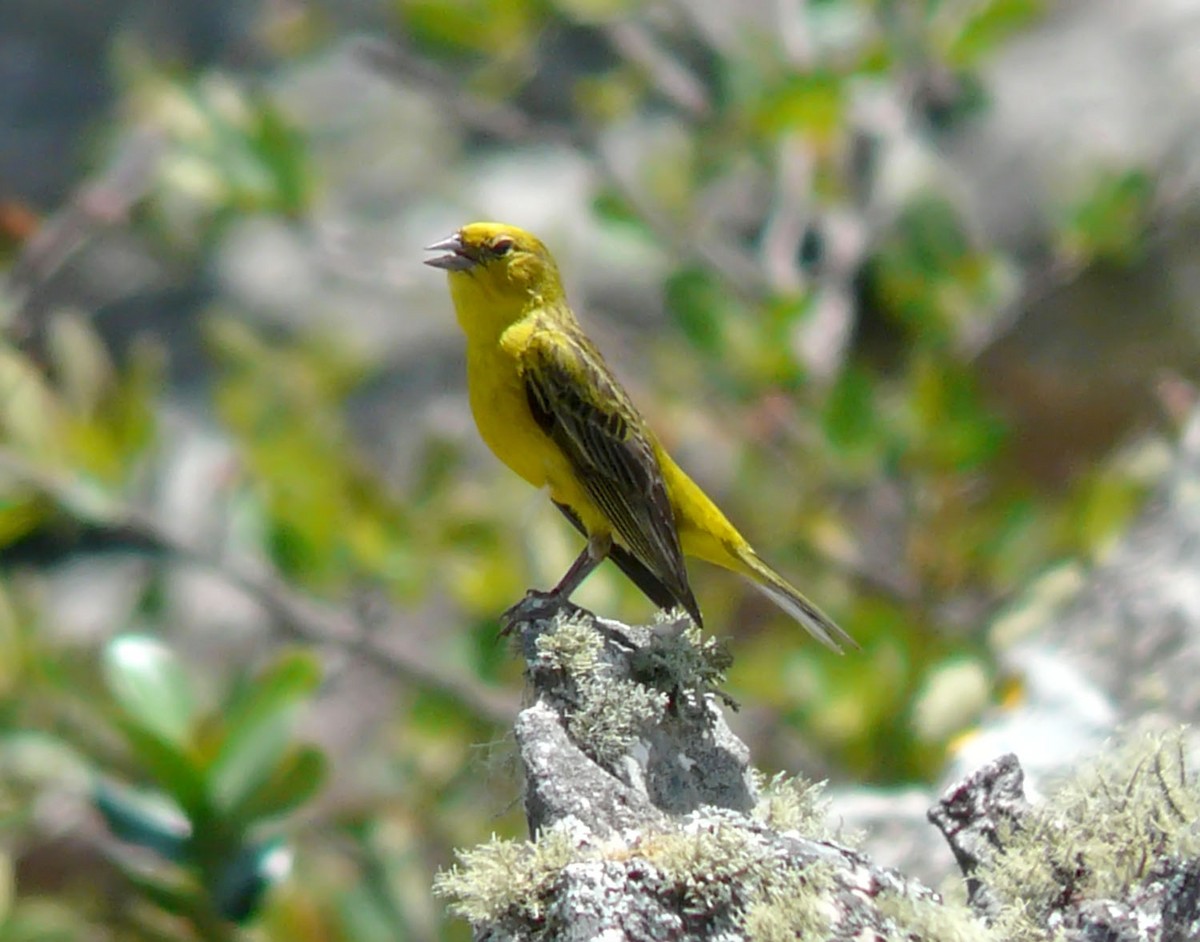 Stripe-tailed Yellow-Finch - Gustavo Pedersoli