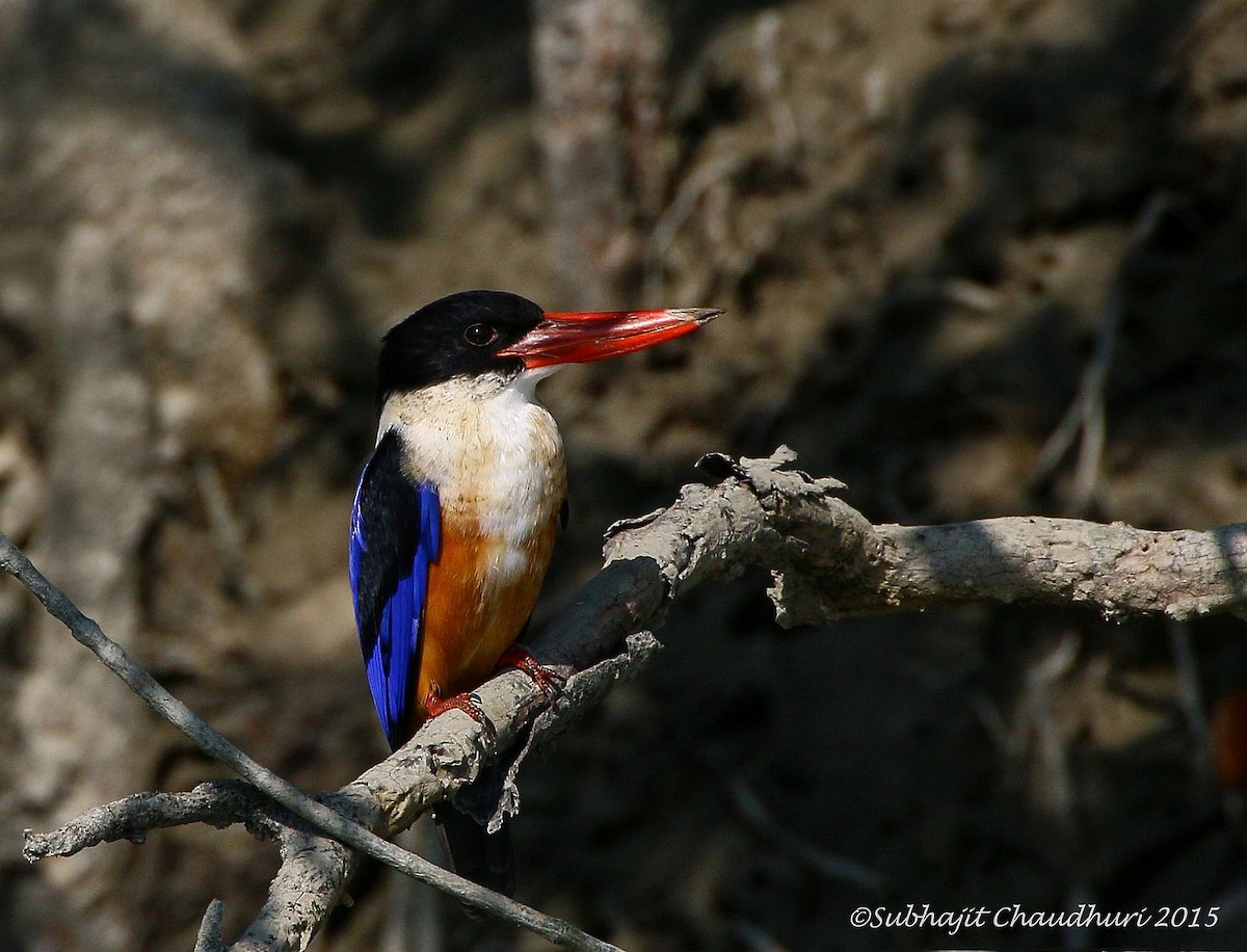 Black-capped Kingfisher - Subhajit Chaudhuri