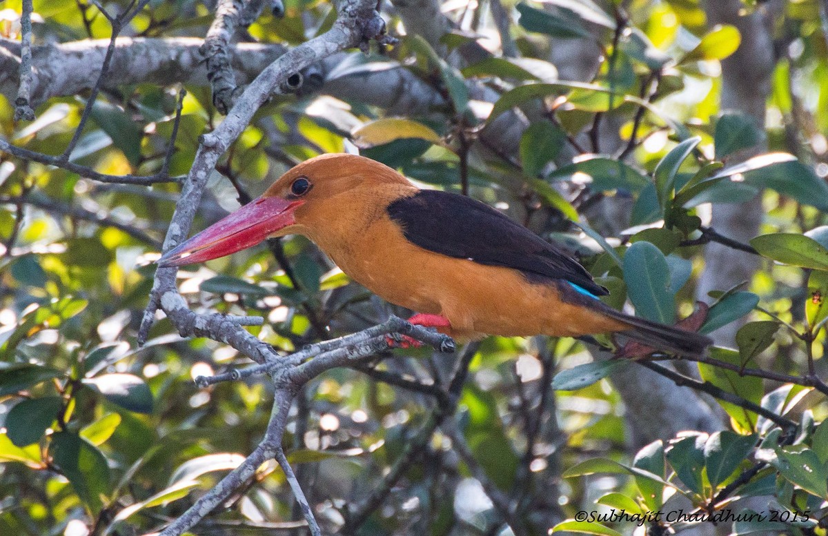 Brown-winged Kingfisher - Subhajit Chaudhuri