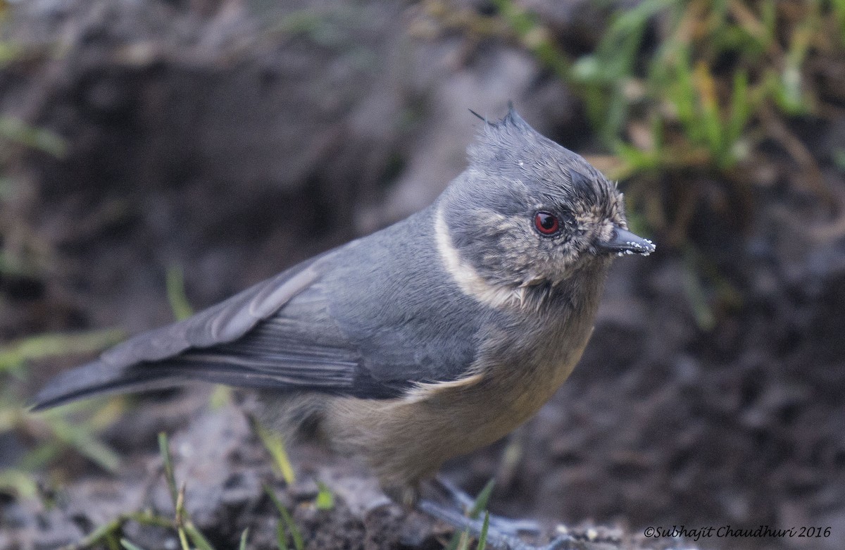 Gray-crested Tit - ML205694931