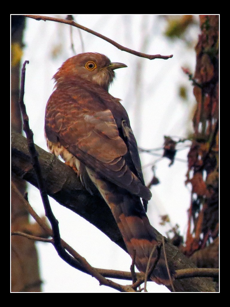 Common Hawk-Cuckoo - NIKHIL ADHIKARY