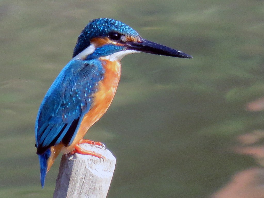 Common Kingfisher - NIKHIL ADHIKARY