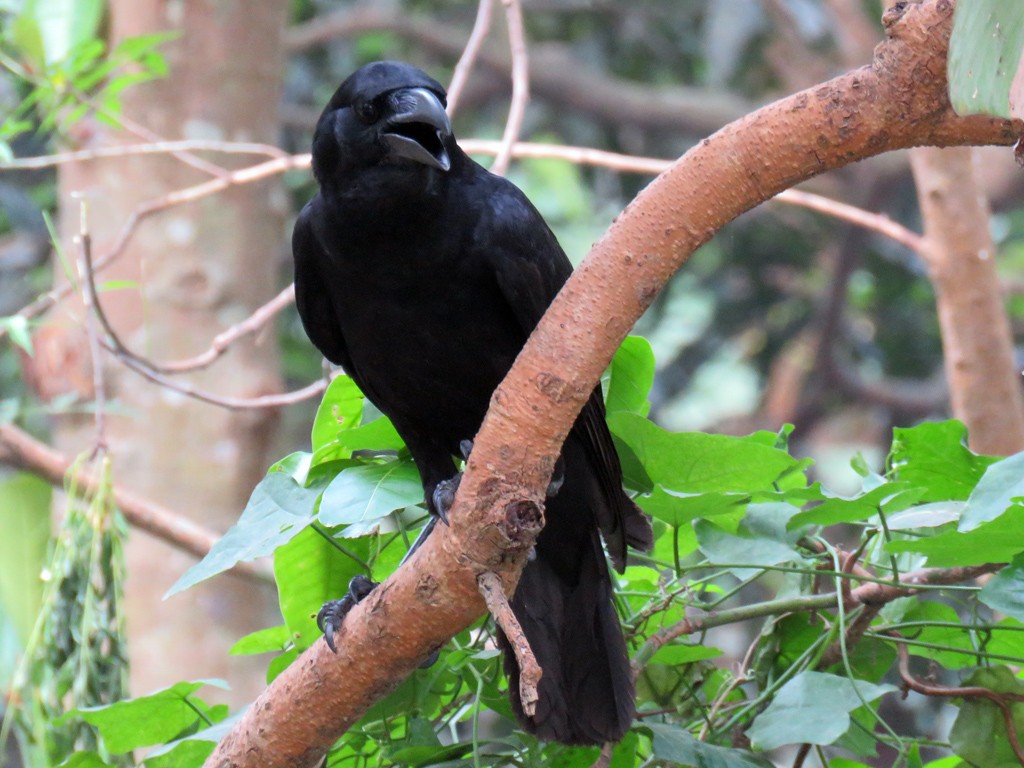 Large-billed Crow - NIKHIL ADHIKARY