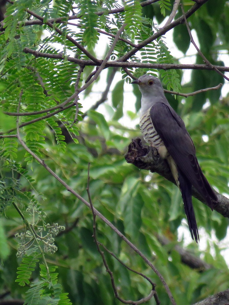 Indian Cuckoo - NIKHIL ADHIKARY