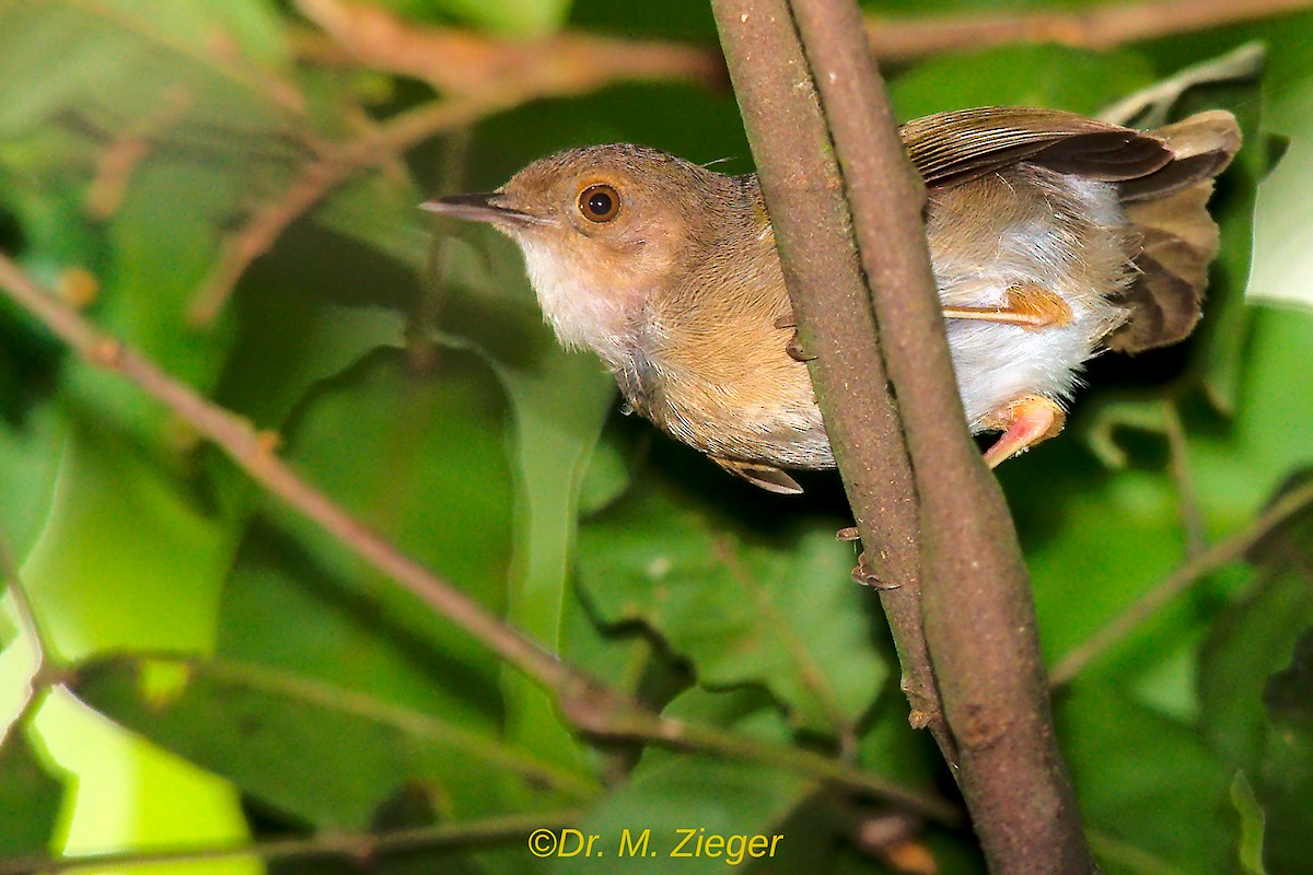 Camaroptère à dos vert (toroensis/kamitugaensis) - ML205695601