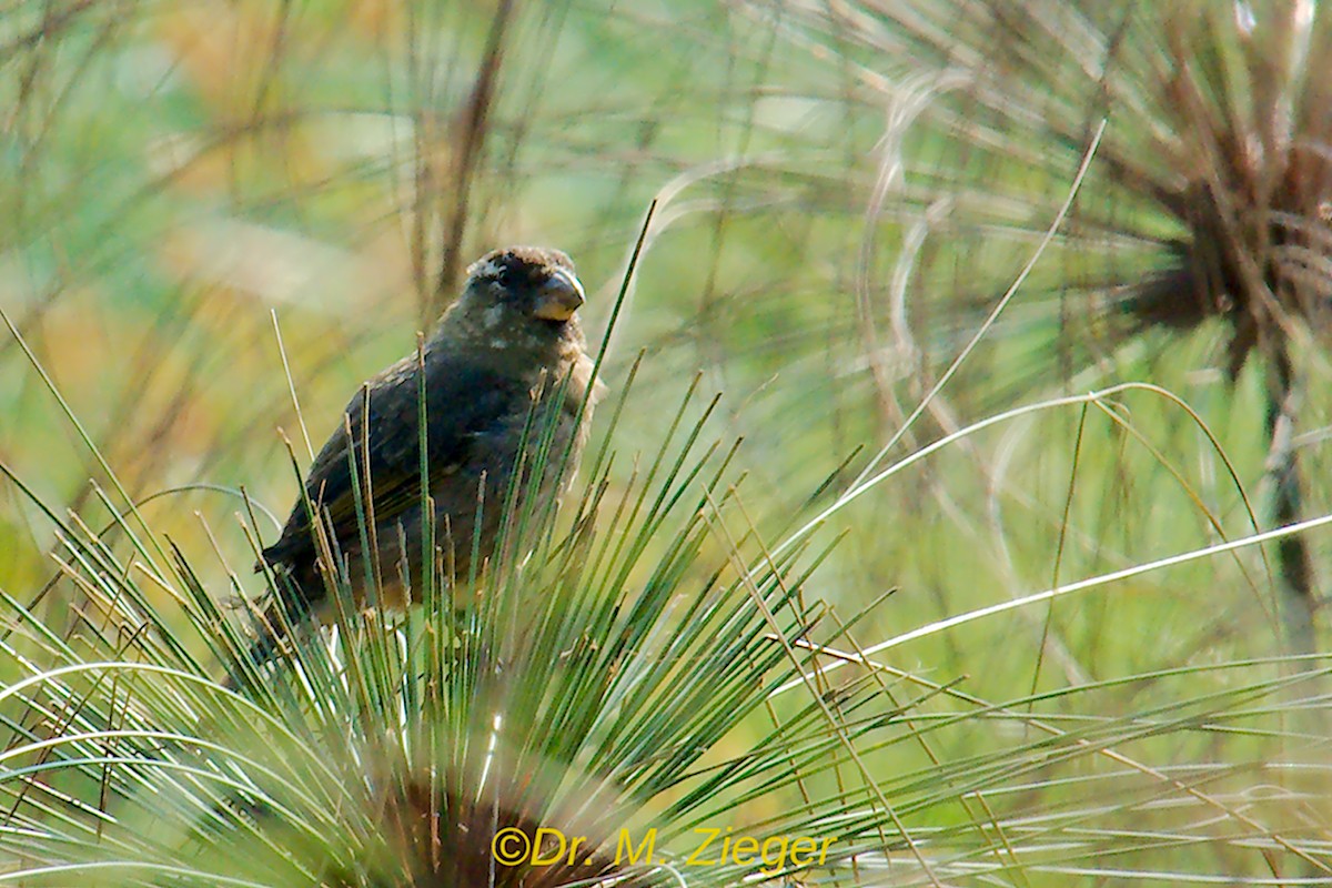 Thick-billed Seedeater - ML205695951