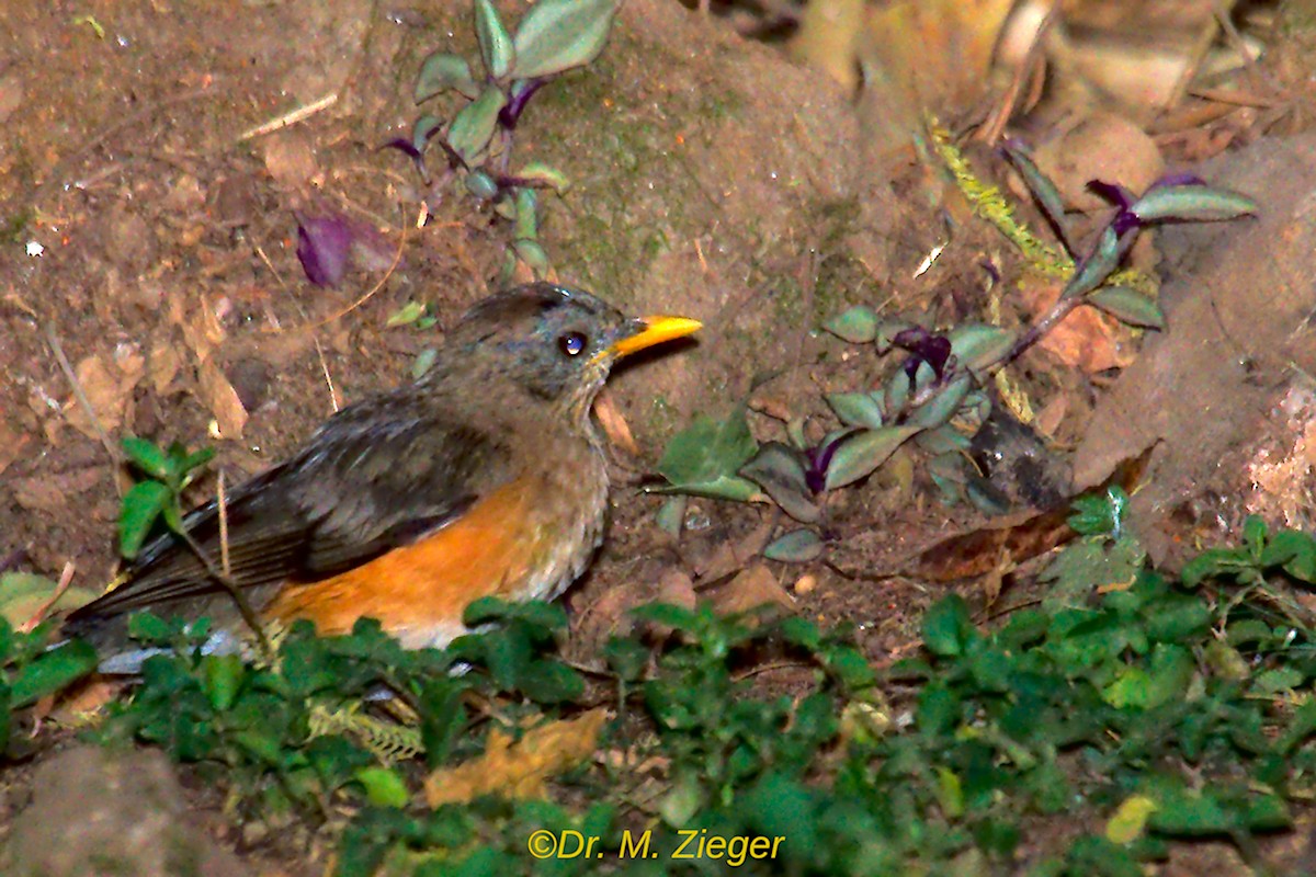 Abyssinian Thrush (Abyssinian) - Michael Zieger