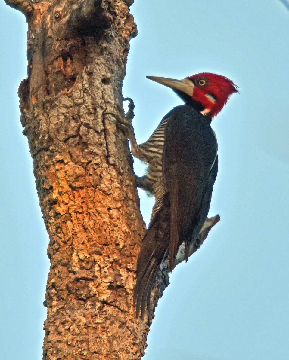 Crimson-crested Woodpecker - Tini & Jacob Wijpkema