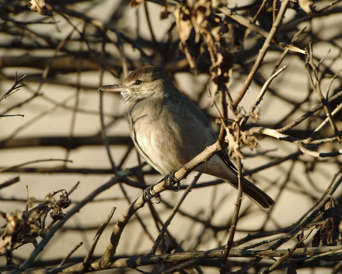 Gray-bellied Shrike-Tyrant (andecola) - ML205696421