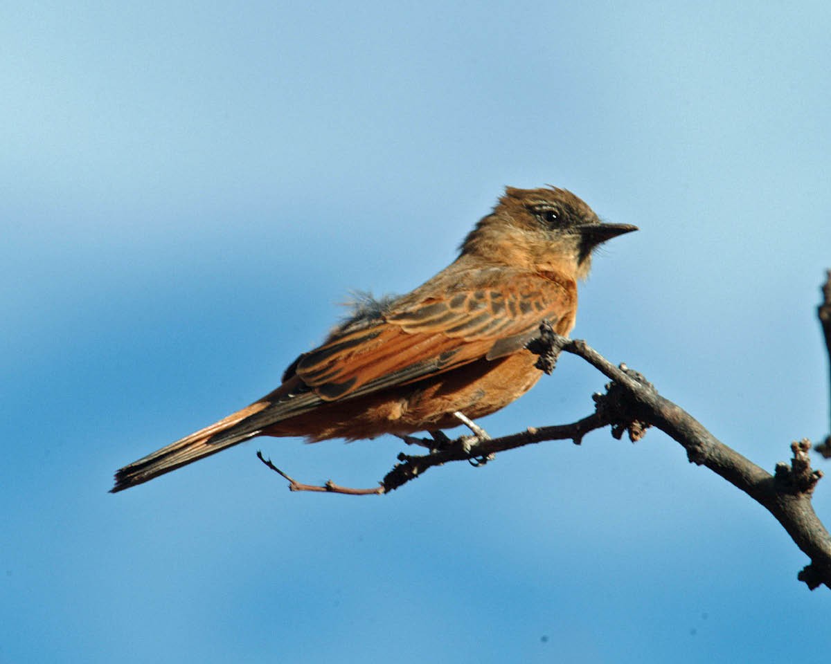 Cliff Flycatcher (Swallow) - ML205696451