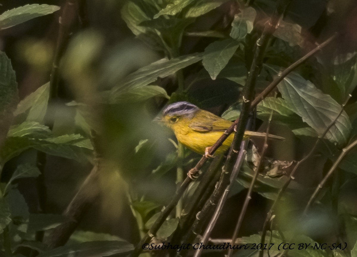 Gray-crowned Warbler - Subhajit Chaudhuri