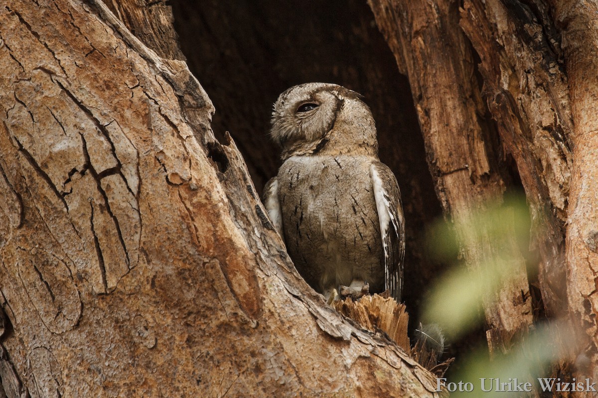Indian Scops-Owl - Ulrike Wizisk