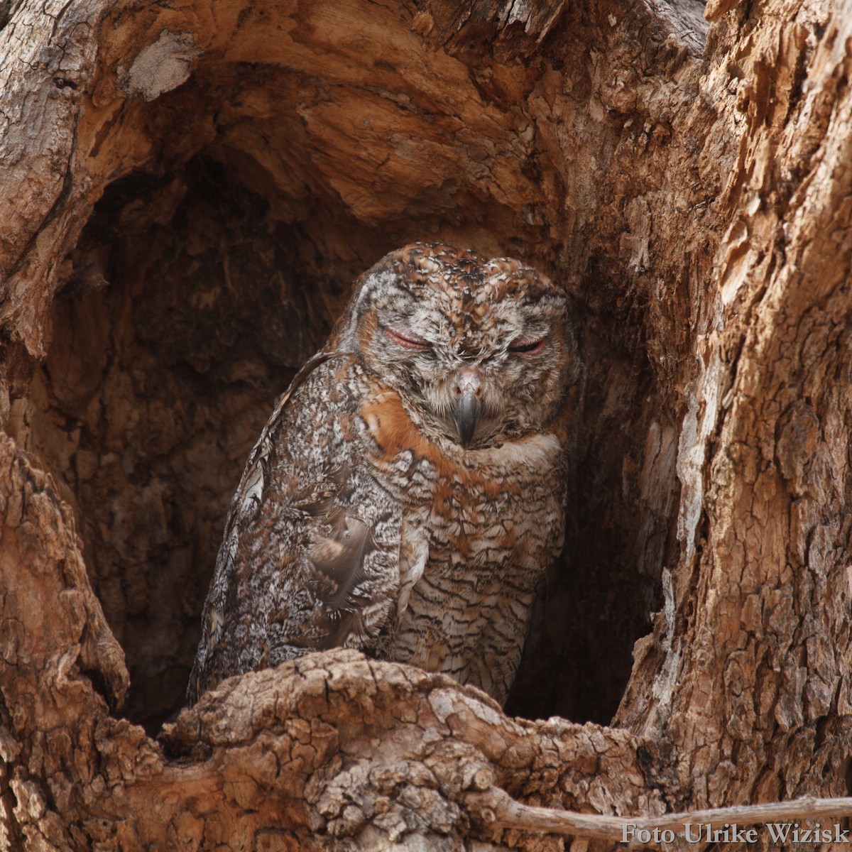 Mottled Wood-Owl - ML205696981