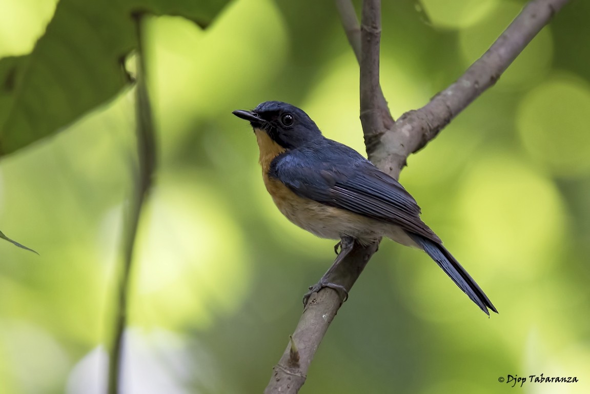 Mangrove Blue Flycatcher (Philippine) - Djop Tabaranza