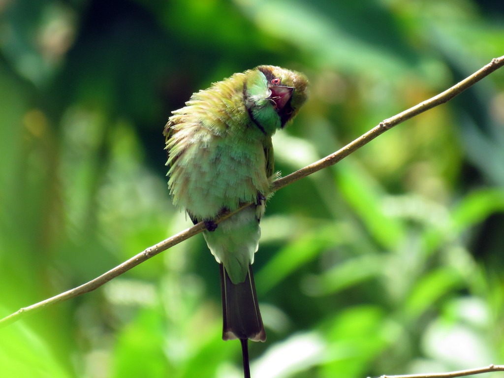 Asian Green Bee-eater - NIKHIL ADHIKARY
