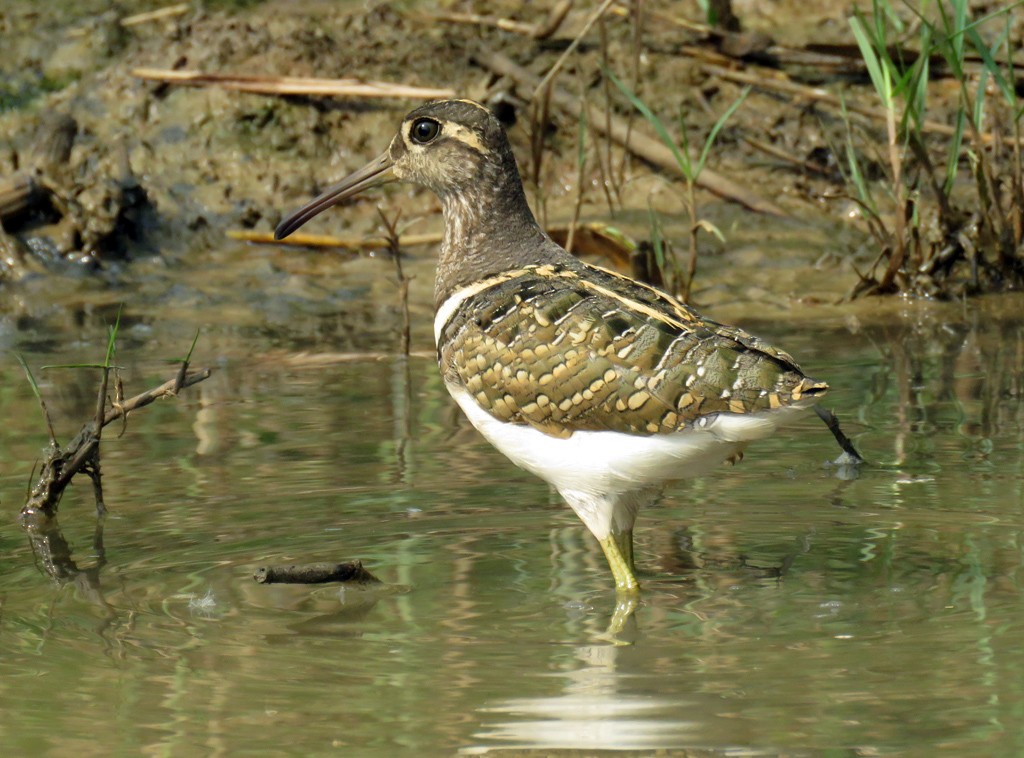 Greater Painted-Snipe - ML205697671