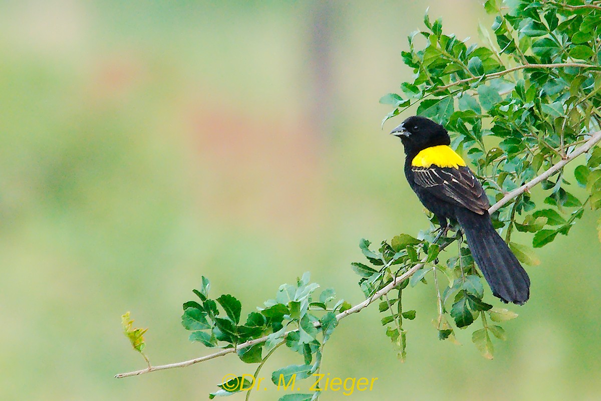 Yellow-mantled Widowbird - ML205697821
