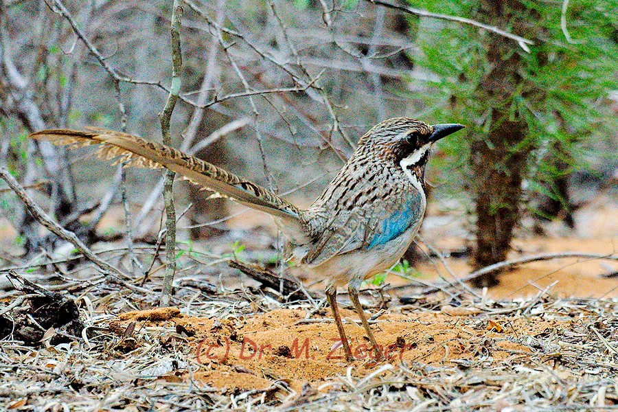 Long-tailed Ground-Roller - ML205698151