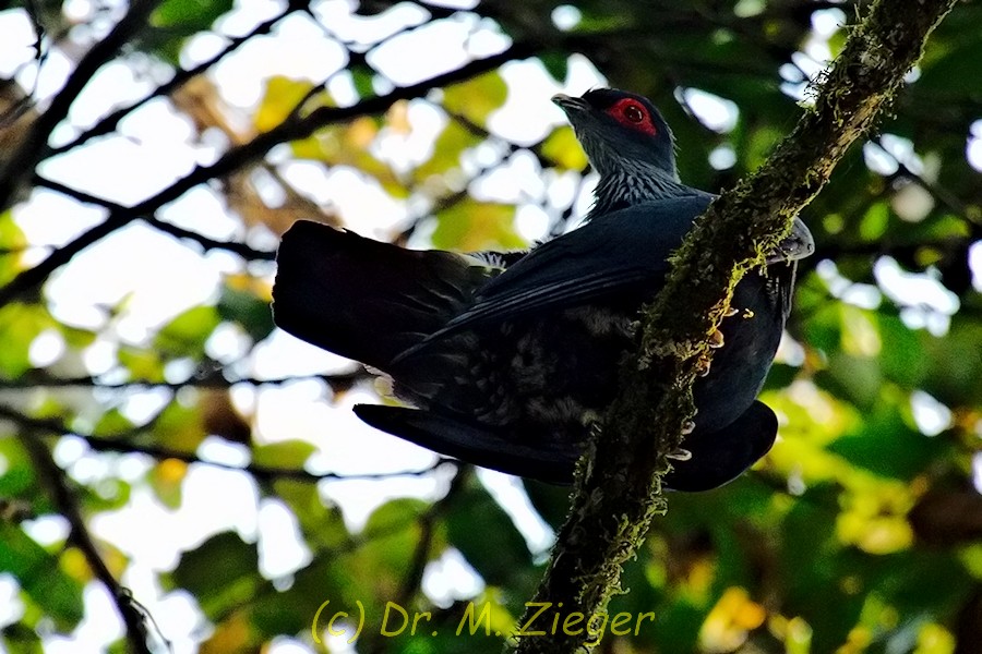 Madagascar Blue-Pigeon - Michael Zieger