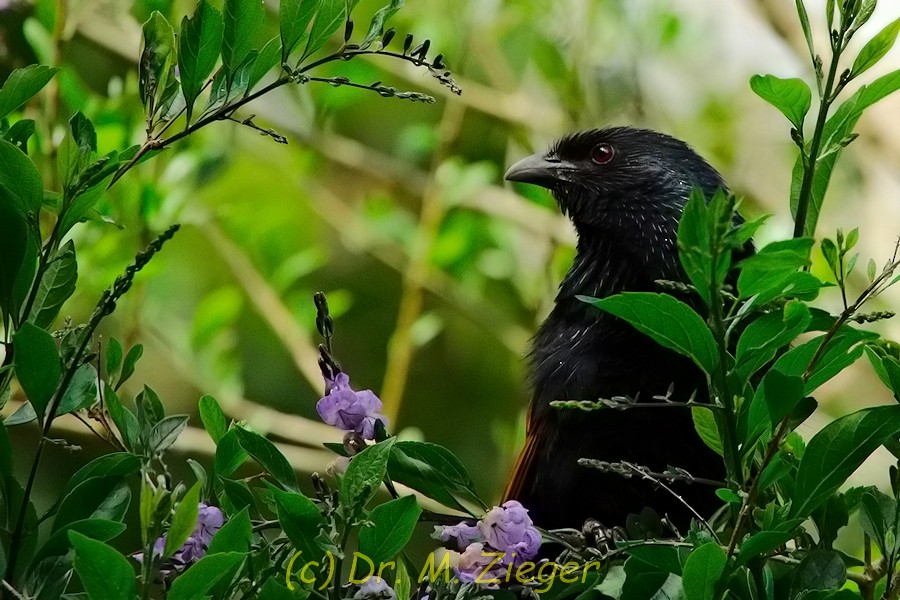 Malagasy Coucal - ML205698231