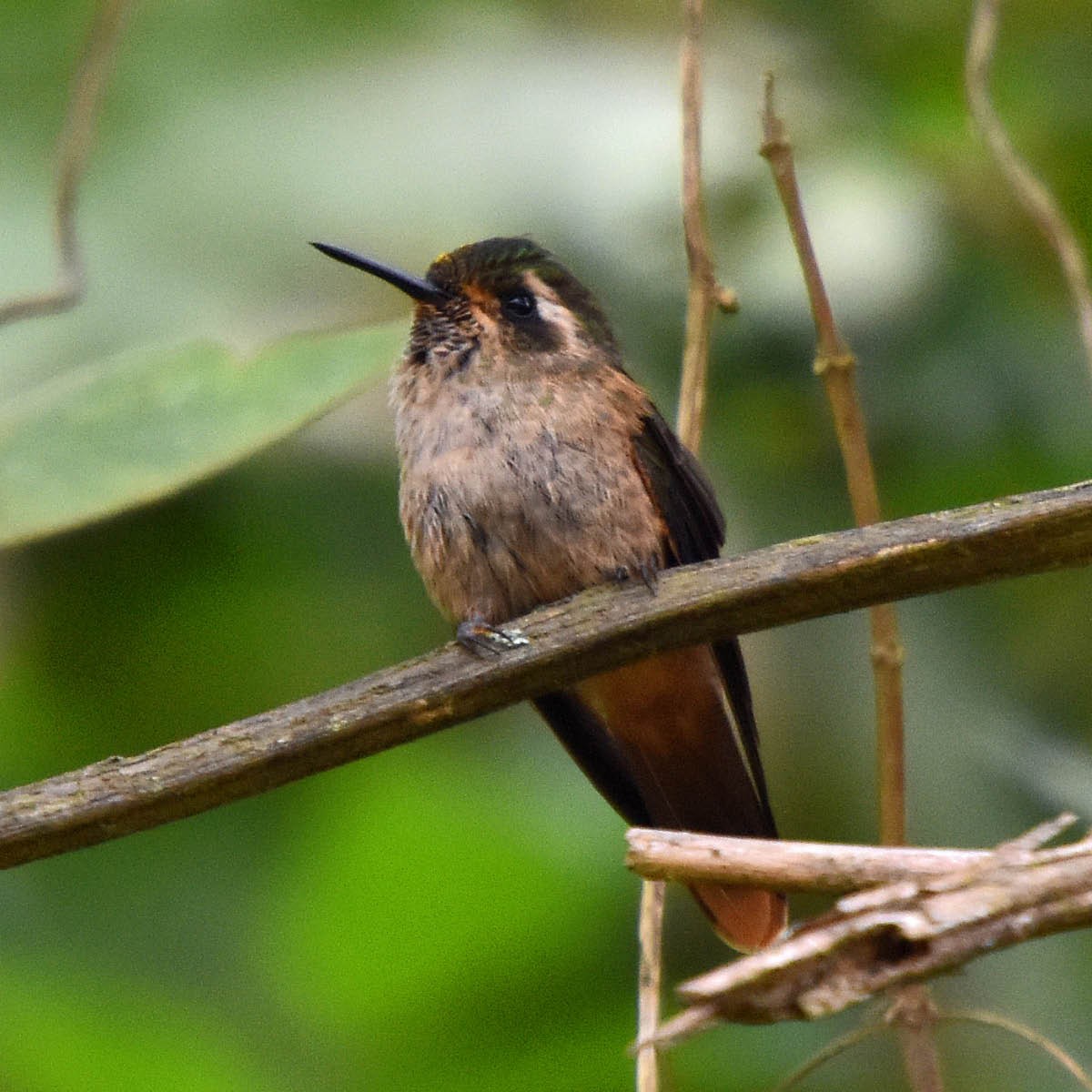 Speckled Hummingbird (inornata) - ML205698281