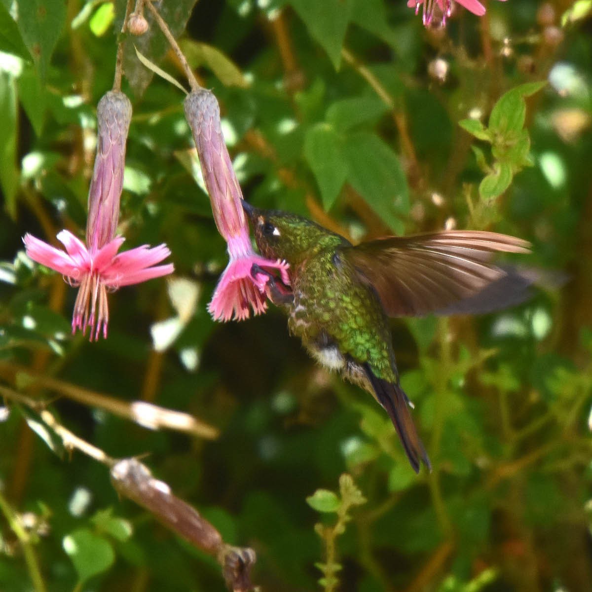 kolibřík dřišťálový - ML205698301