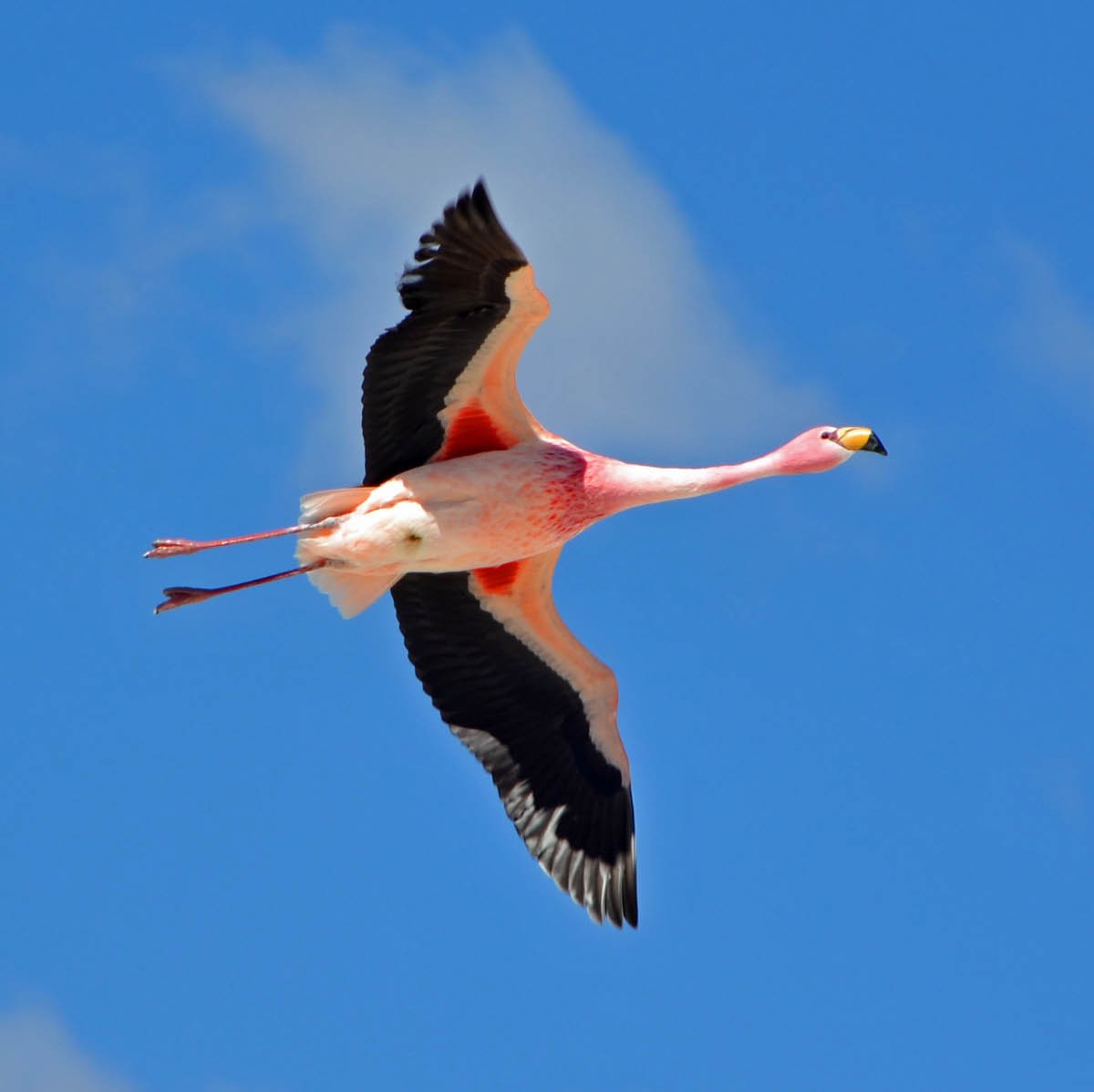 James's Flamingo - ML205698521