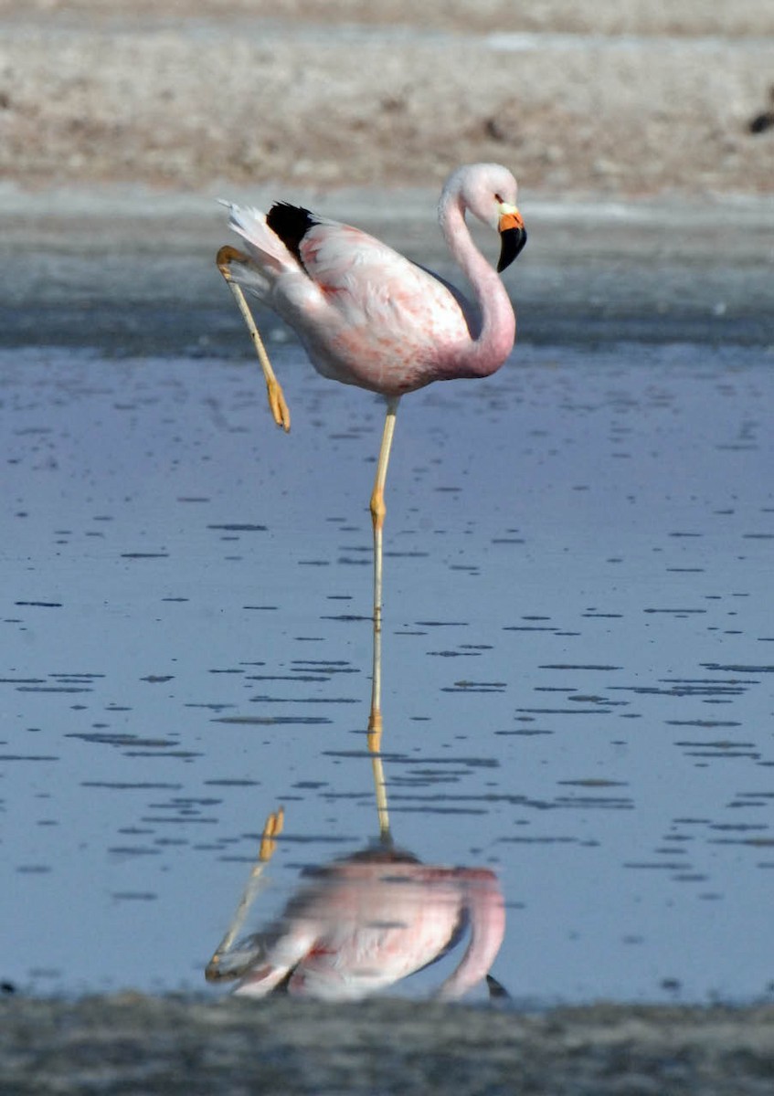 Andean Flamingo - Tini & Jacob Wijpkema