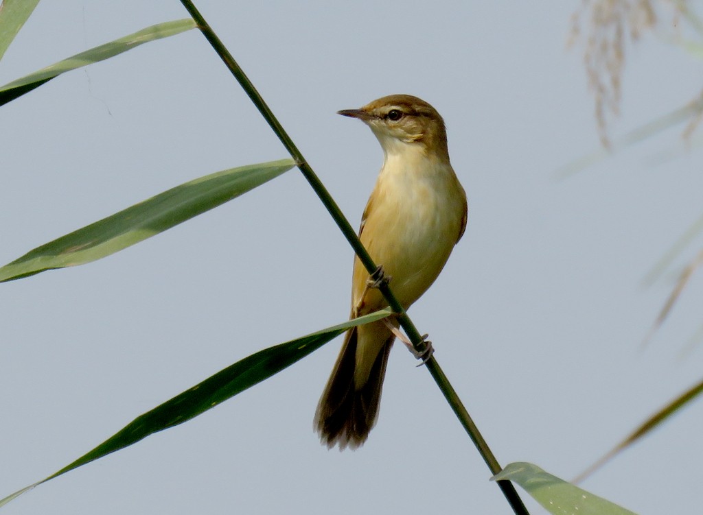 Oriental Reed Warbler - NIKHIL ADHIKARY