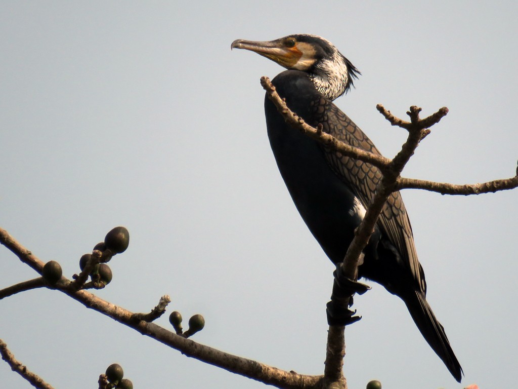Great Cormorant - NIKHIL ADHIKARY