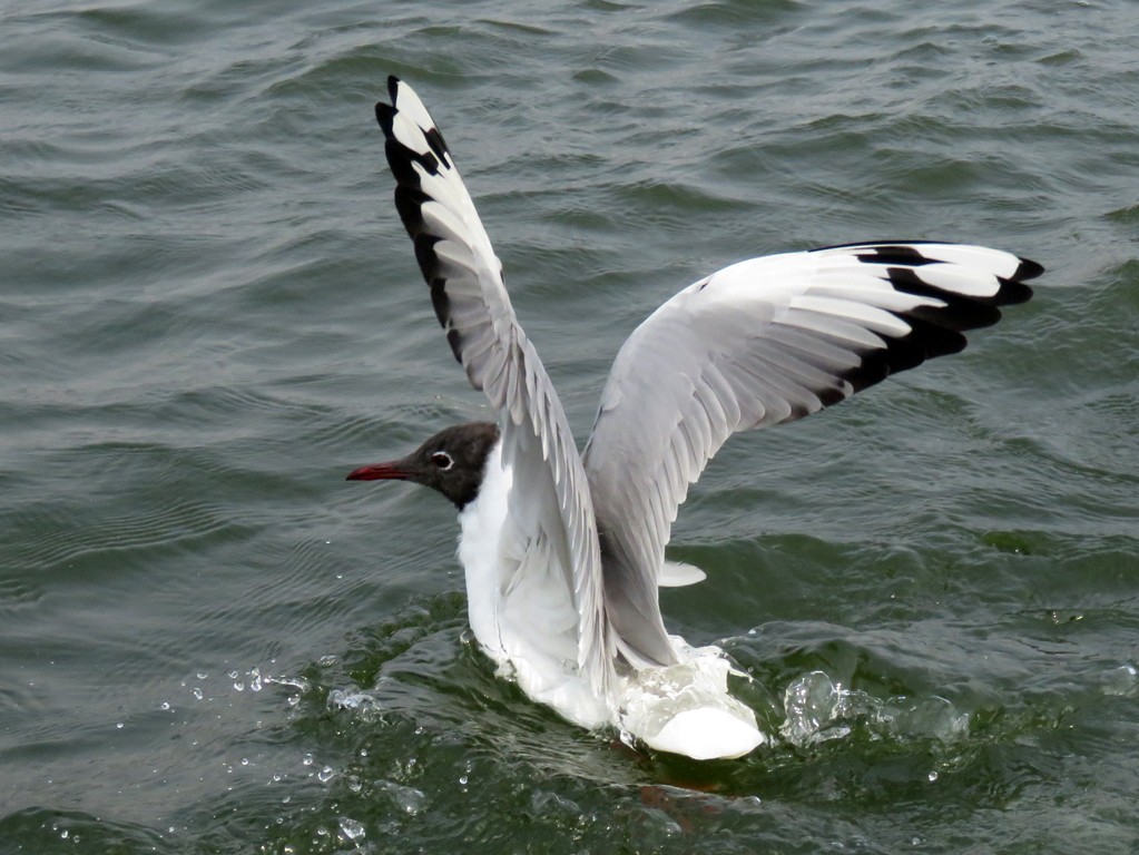 Black-headed Gull - NIKHIL ADHIKARY