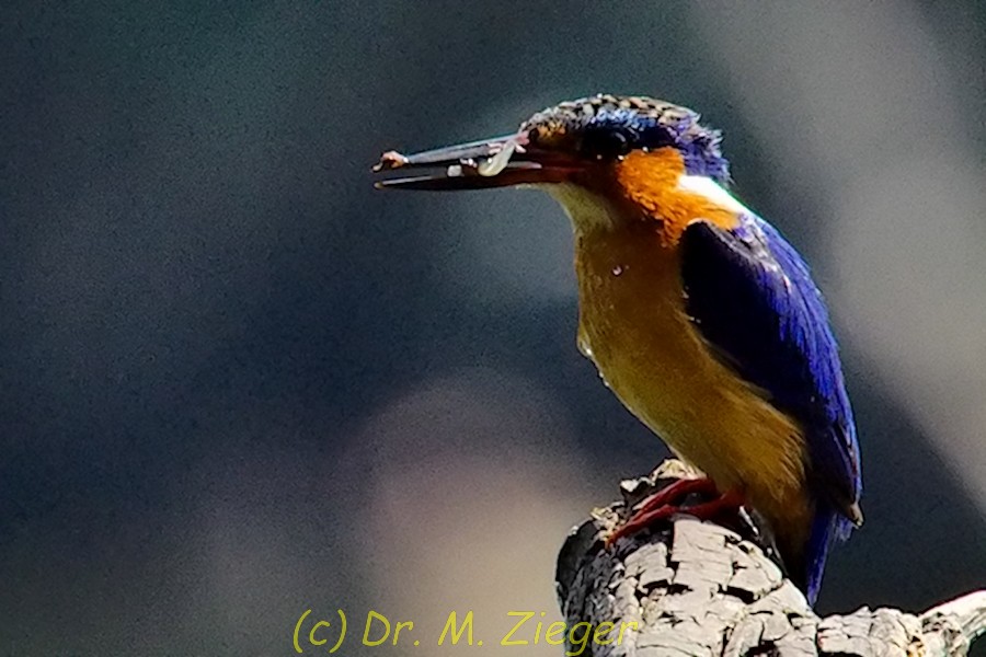 Malagasy Kingfisher - Michael Zieger